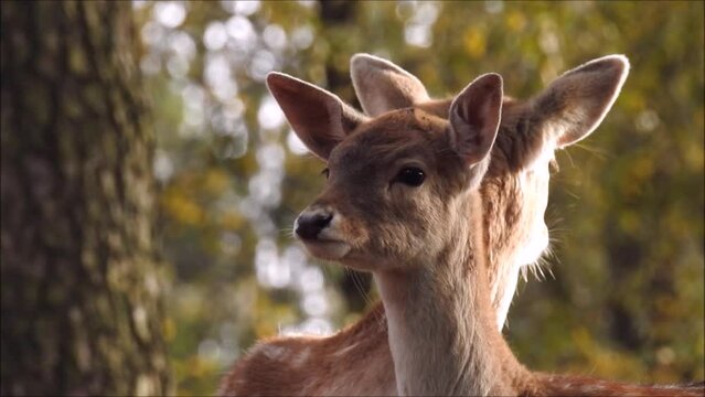 Damwild im Wald