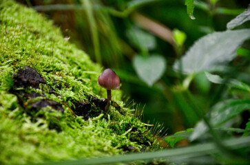 little mushroom on the tree © Radosaw
