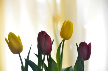 tulipany  - obrazy, fototapety, plakaty