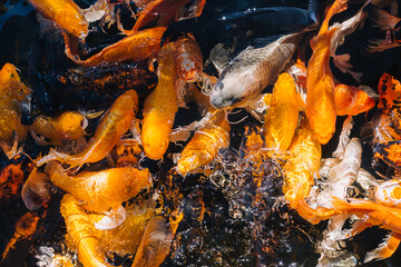 Group of colorful fancy carp fish (Koi) are swimming in the water