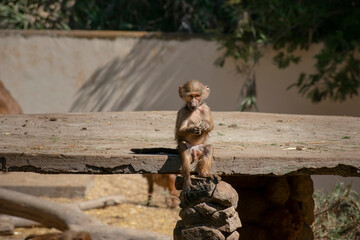 Little baby monkey sitting on a rock
