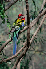 Multi color macaw bird in the wild