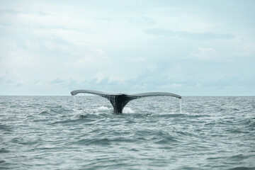 Ballenas saltando en epoca de apareamiento.
