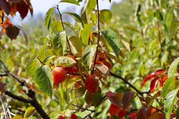 Persimmon tree with many persimmons in autumn. Tuscany, Italy.