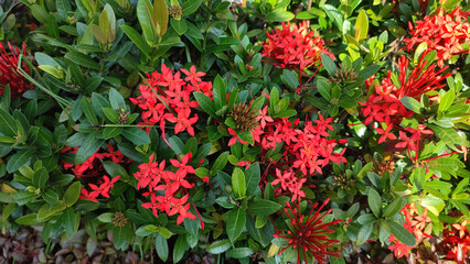 Fototapeta na wymiar Jungle geranium flower in red in the garden
