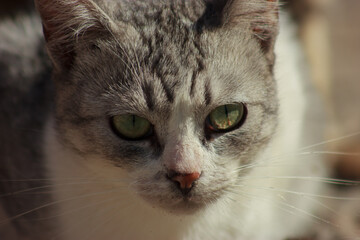Portrait short-haired cat on the street