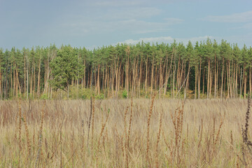 Dry grass and pine forest with blue sky