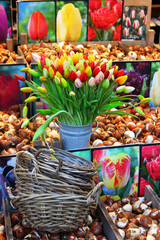 Amsterdam, market of tulips flowers and bulbs, Netherlands