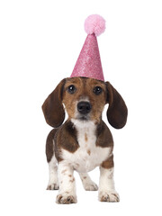 Adorable piebald Dachshund aka Teckel pup, standing facing front wearing a pink party hat on head....