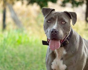 Perro mascota de raza pit bull, vivaz, alegre, musculoso y muy fuerte, con mucha energía, en estado tranquilo, ideal para familias, un perro de la familia de los stafordshire y american bully.