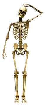 3D Rendering Human Skeleton on White