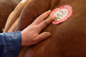 Concours de Pâques d'animaux de boucherie de Forges les Eaux (76), maquignon tâtant la bête
