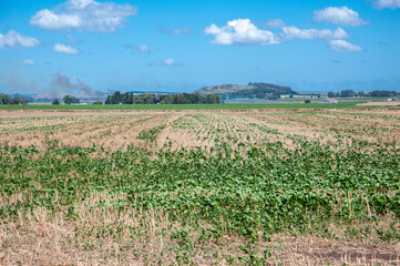 Fototapeta na wymiar Soybean planted on wheat stubble in a field of the Argentine Pampa