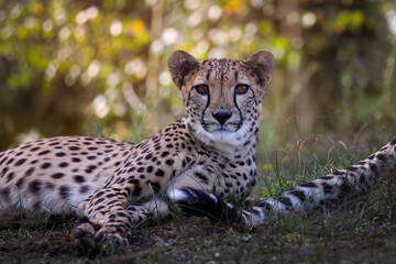 cheetah on the ground
