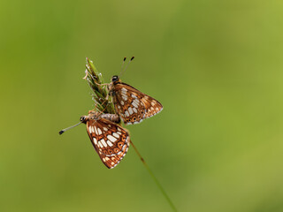 Duke of Burgundy Mating on a Grass Stem