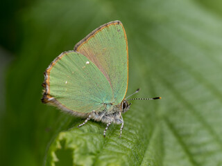 Green Haiirstreak Butterfly on a Leaf