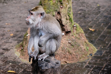 Naklejka na ściany i meble japanese macaque sitting on the ground