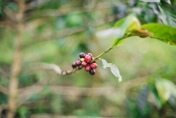 Coffee plant with coffee beans
