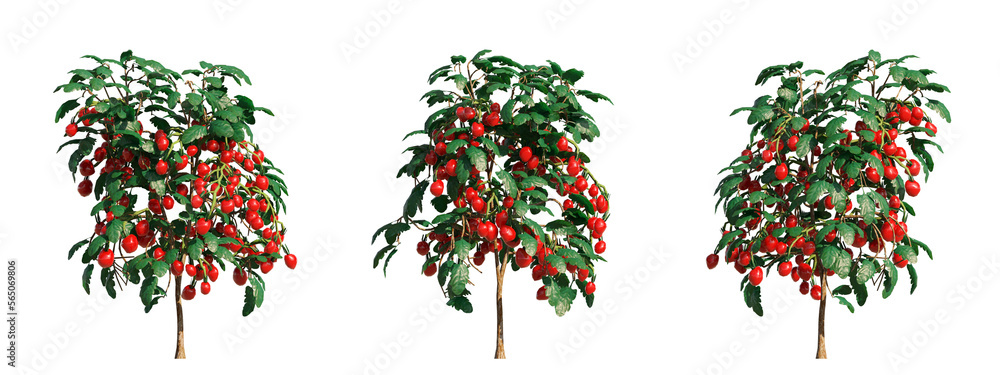Poster 3d rendering of tomato trees with transparent background, for illustration, digital composition, arc