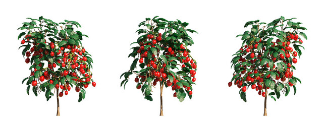 3D rendering of tomato trees with transparent background, for illustration, digital composition, architecture visualization