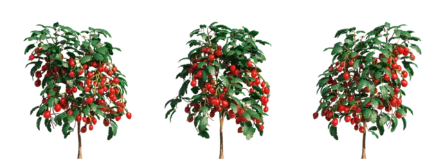 Fotobehang 3D rendering of tomato trees with transparent background, for illustration, digital composition, architecture visualization © ANDRIBENKY