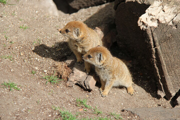 babies mongooses in a zoo in lille (france)