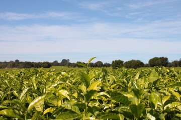 Magwa Tea Plantation, Lusikisiki