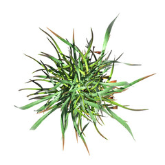 Fototapeta premium wild field grass, top view, isolated on a transparent background, 3D illustration, cg render