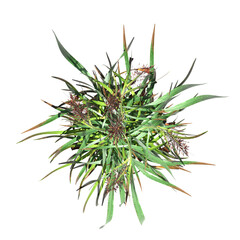 wild field grass, top view, isolated on a transparent background, 3D illustration, cg render