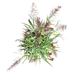 wild field grass, top view, isolated on a transparent background, 3D illustration, cg render