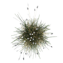 wild field grass, top view, isolated on a transparent background, 3D illustration, cg render