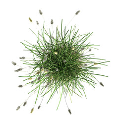 wild field grass, top view, isolated on a transparent background, 3D illustration, cg render - 565072228