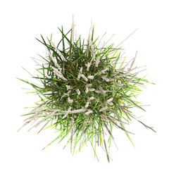 wild field grass, top view, isolated on a transparent background, 3D illustration, cg render - 565072261