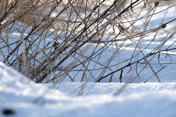Closeup of snow covered dry grass in winter. Frozen dead wild plants