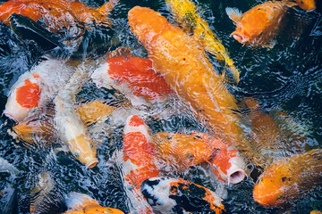 Obraz na płótnie Canvas japanese koi fish swimming