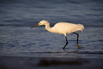 Snowy Egret on the prowl 