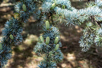 Branches of a Cedrus Atlantica tree in the park of an estancia in the Argentine Pampa