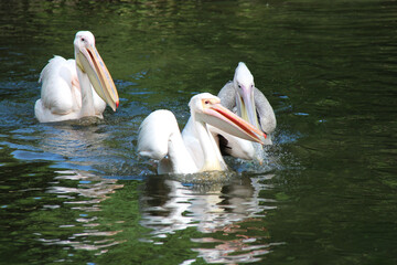 pelicans in a zoo in lille (france)