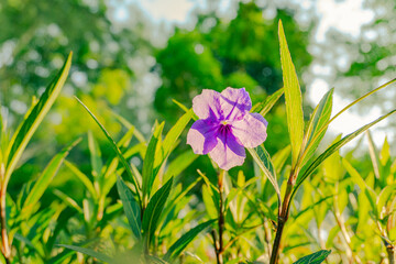 Blossom Ruelia Tuberosa is beautiful growing in the morning sun