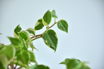 Fototapeta na wymiar planta peperone scandense verdinha 
