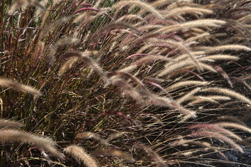 planta resistente de sol pleno rabo de gato 