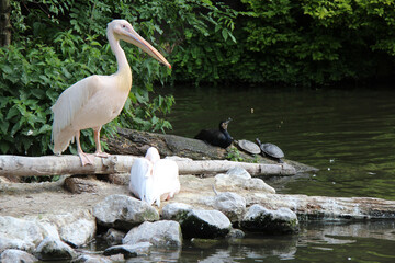 pelicans, cormorant and turtles in a zoo in lille (france)