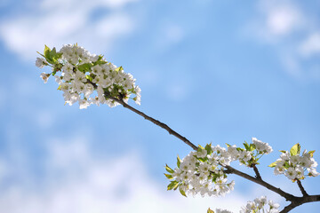 Twigs of cherry tree with white blossoming flowers in early spring