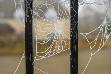 spider web in the frosty morning