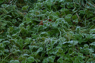 Ice crystals on green grass close up. Nature background, Frosty grass on winter walks with open fields in the background