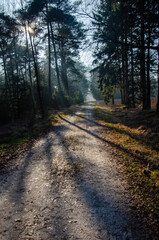 Obraz premium Sunlight shining through the tees on both sides of a dirt road, disappearing in a distant haze, in the forest near Dwingeloo, The Netherlands