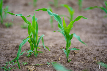 Close view of corn growing on dry soil