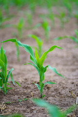 Close view of corn growing on dry soil