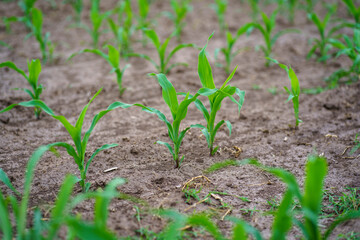 Close view of corn growing on dry soil