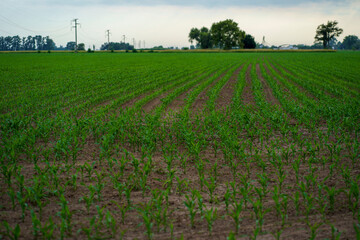Fototapeta na wymiar A recently sown corn field in Santa Fe, Argentina.